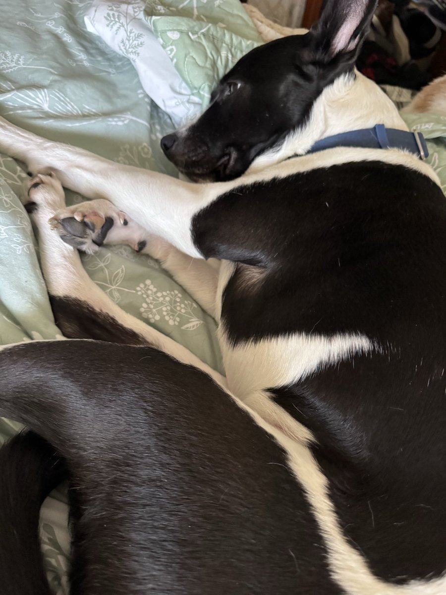 TheWunderdog's tweet photo. @saniyafatma1278 Molly right now. https://t.co/sgRpNdltny