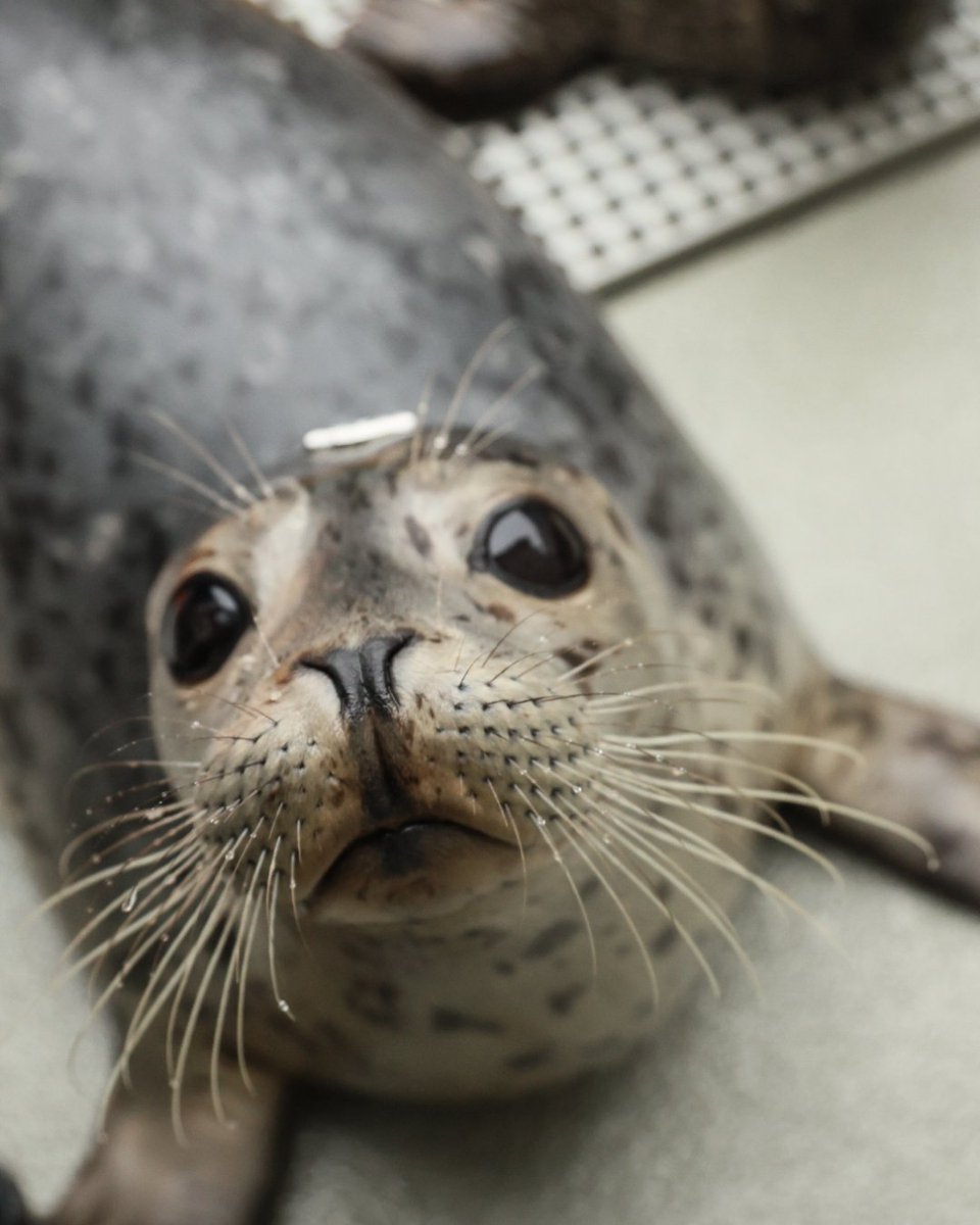 The Marine Mammal Center tweet media