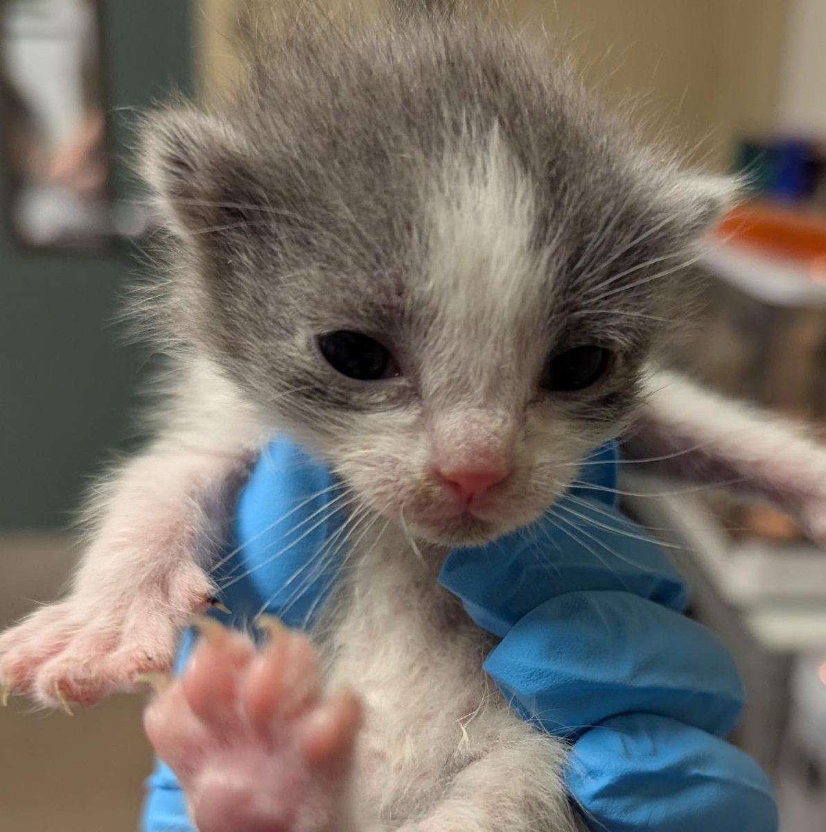 Multnomah County Animal Services tweet media