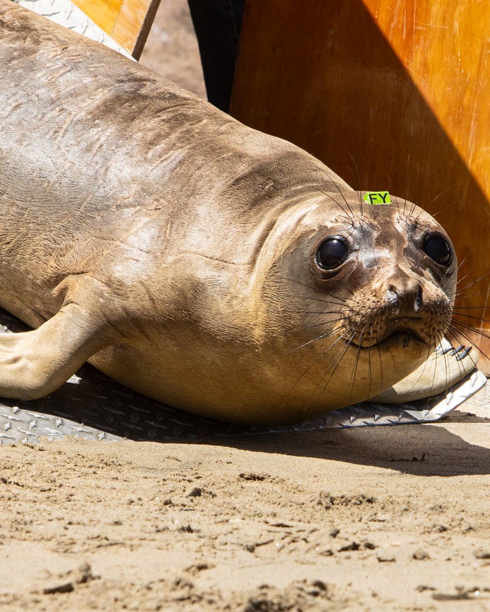 The Marine Mammal Center tweet media