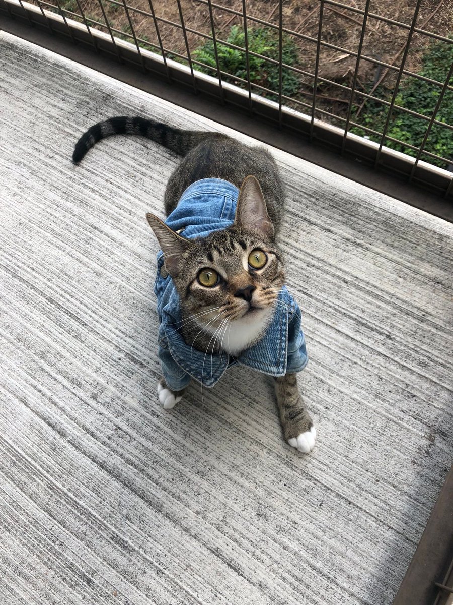 kitty in tiny denim 😭