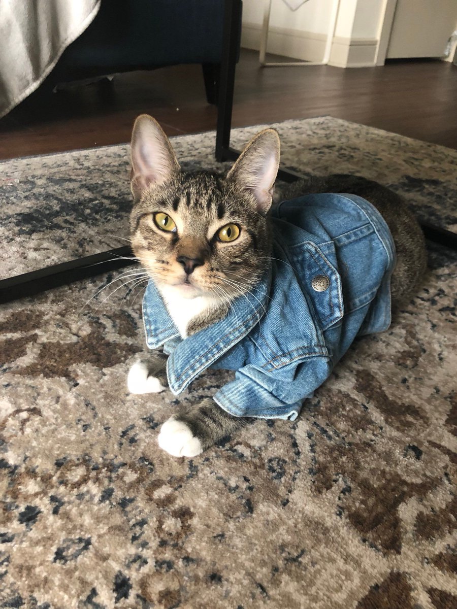 Miaw's tweet photo. kitty in tiny denim 😭 https://t.co/KZmIOYymSq