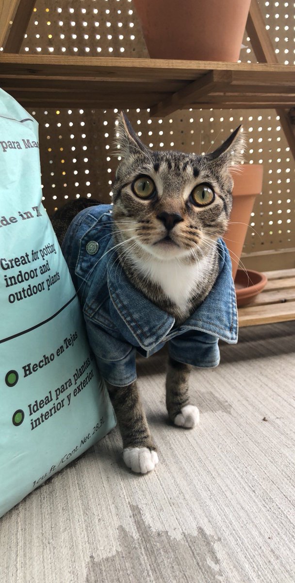 Miaw's tweet photo. kitty in tiny denim 😭 https://t.co/KZmIOYymSq