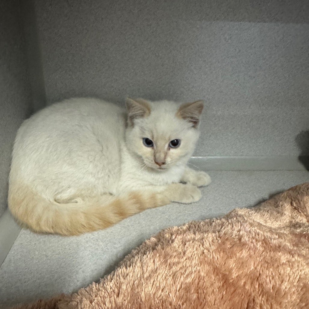 100T Sunny tweet media