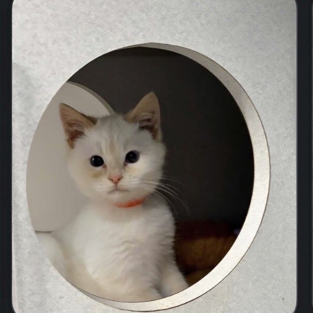 100T Sunny tweet media