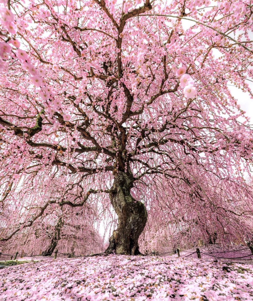 MikuniTaro's tweet image. Our vacation is coming to an end! It was such an amazing trip to Japan and Hawaii, but I’m ready to go home and see my family and friends!!! 😊✈️ #hawaiian #ReadyToWork