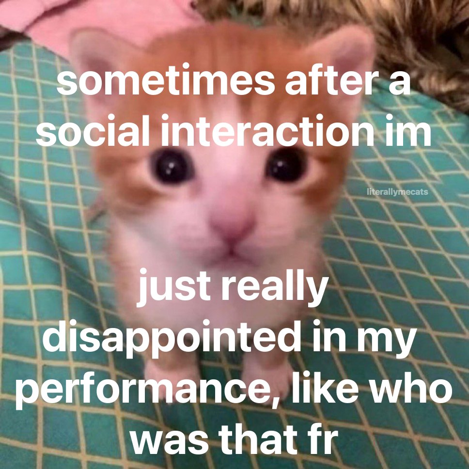 LiterallyMeCats tweet media