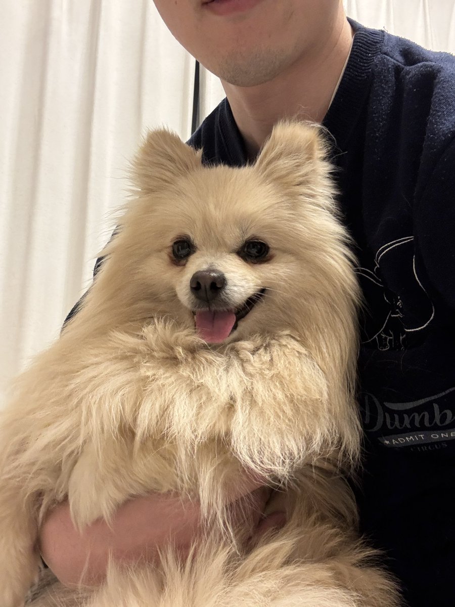trust_yu's tweet photo. ポメラニアンのピピちゃん飼い始めました。
穏やかすぎて吠えないから逆に心配。
グッズ揃えるの楽しい。 https://t.co/vRjJYGxAy2