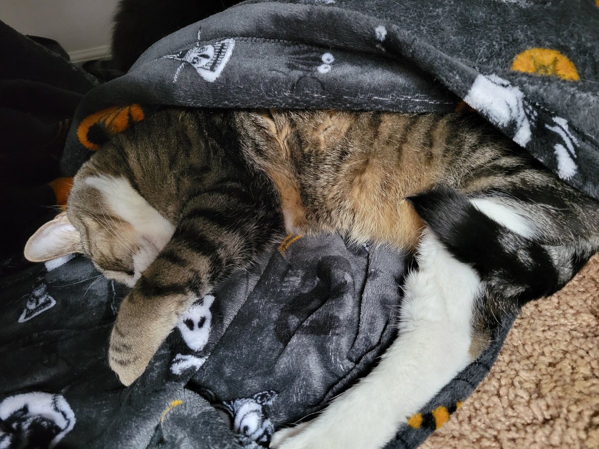 🌒 Elowen 🌘 tweet media