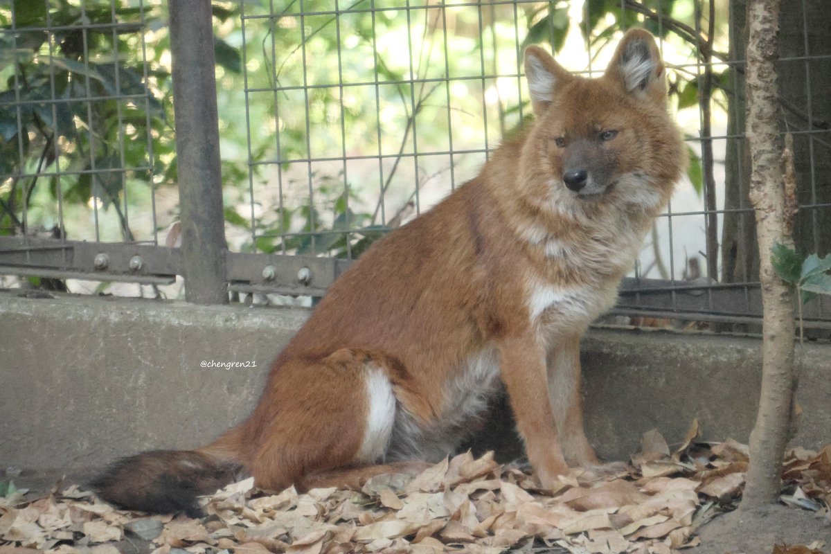 Cheng-Ren🦊🐺 tweet media