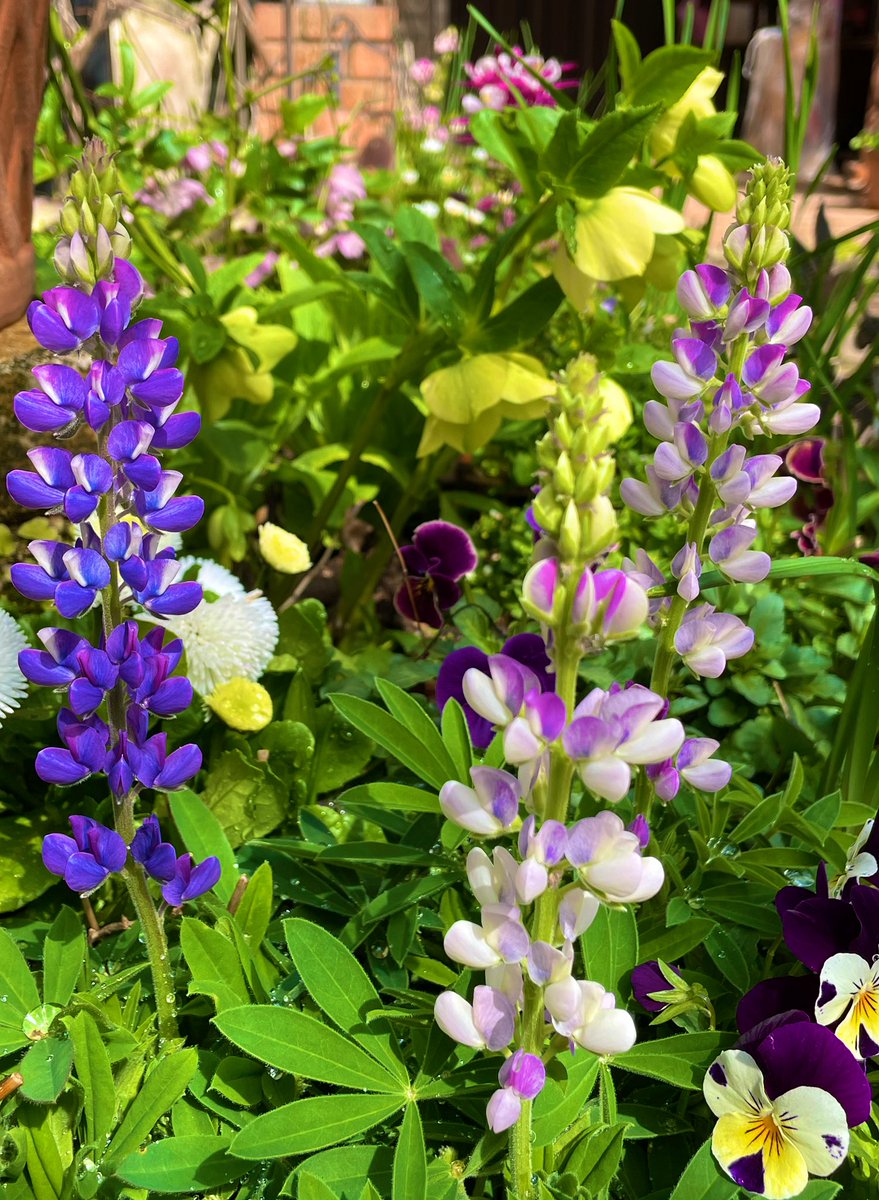 NaturalGarden紀行🌿 tweet media