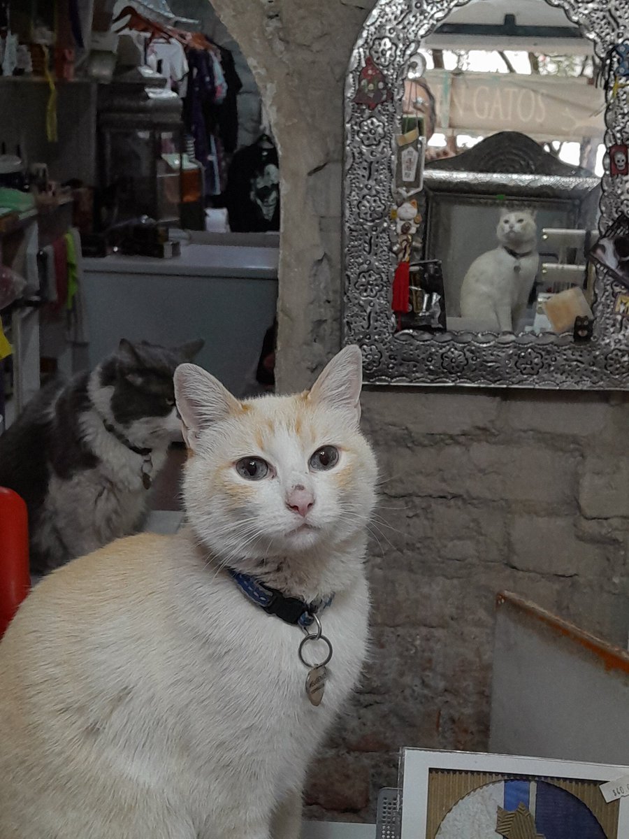 Garros Todo en Gatos tweet media