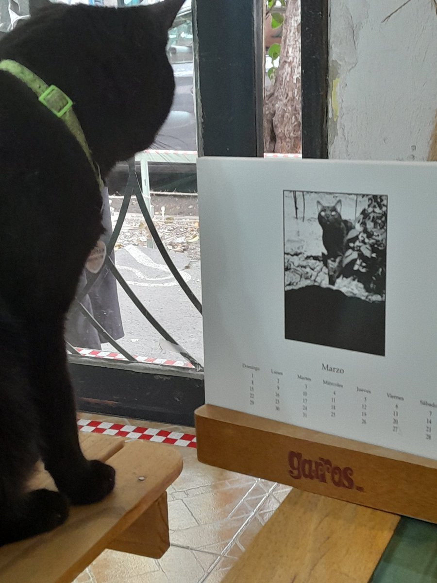 Garros Todo en Gatos tweet media