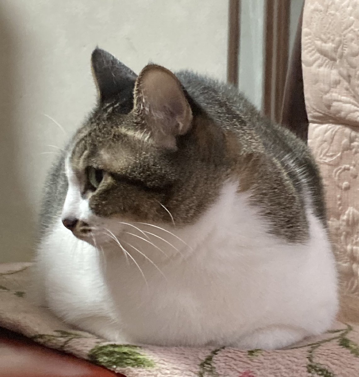 猫と四つ葉のクローバー🍀 (@4clover_cats) / Posts / X