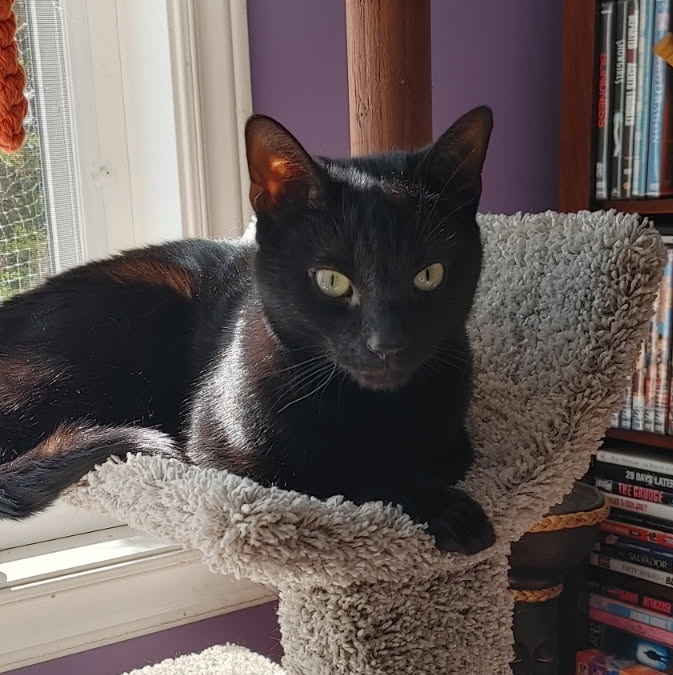 Stunning Steve ⬆️ tweet media