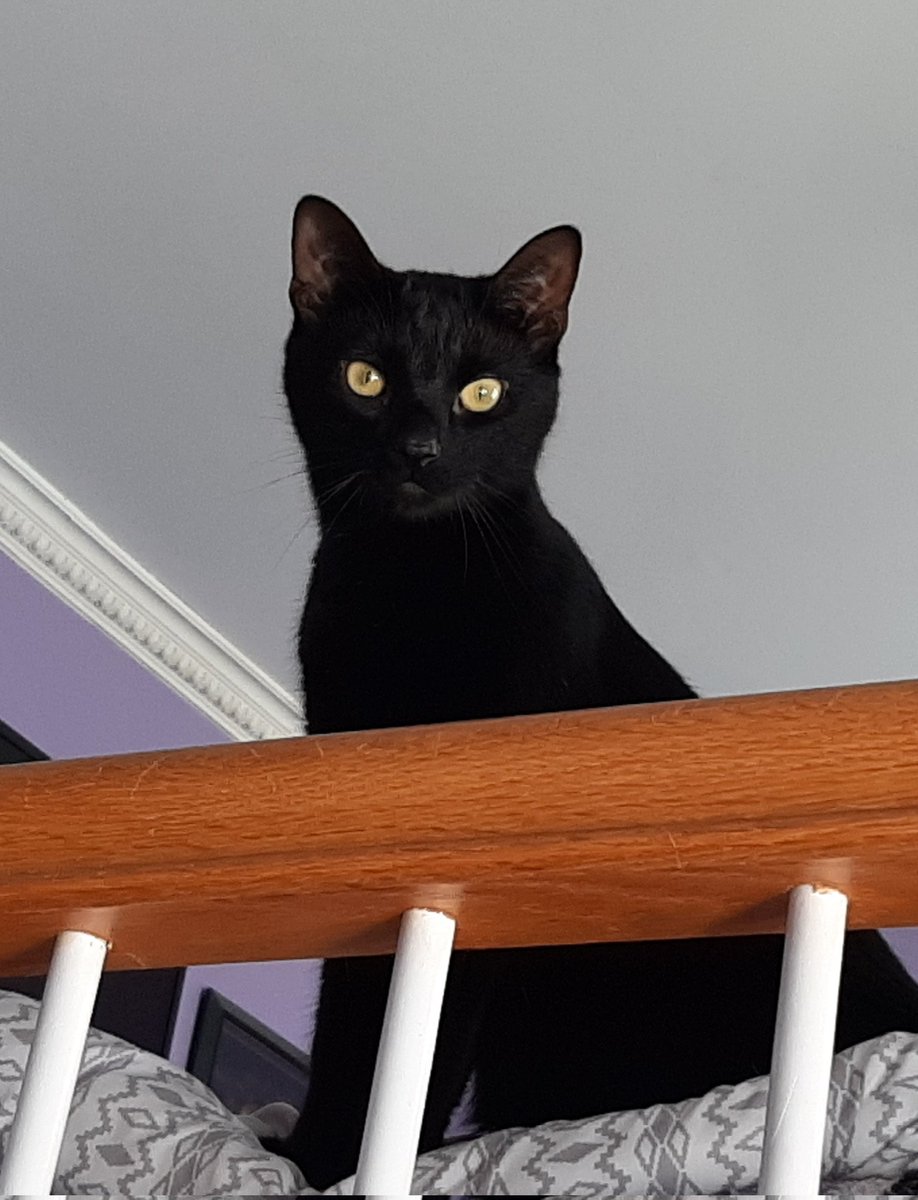 Stunning Steve ⬆️ tweet media