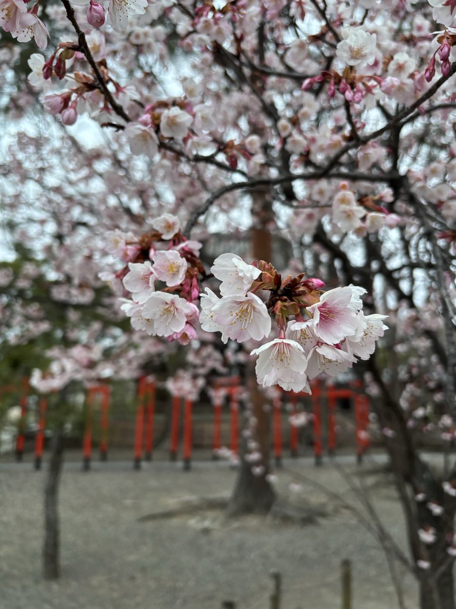 halatte's tweet photo. 春ですね。🌸
割り勘の季節ですね。

卒業旅行など行かれる際の、割り勘にはHalatte!が便利です。

インストールがまだの方はこちらから。無料です。

【iPhone】
https://t.co/pOCYr0vX8d

【Android】
https://t.co/ICJuusMUjg https://t.co/44oVxCvb35