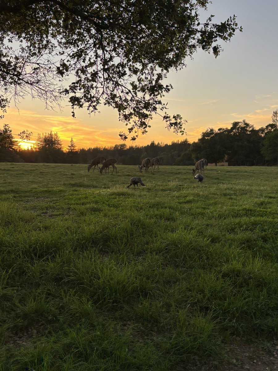 finch ↯ 7 tweet media