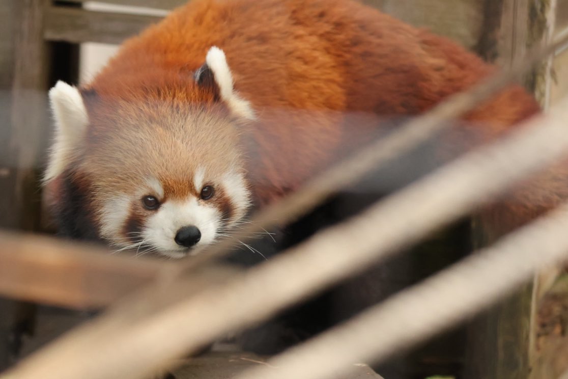 mochihachi_zawa's tweet image. おはようレッサーパンダ

#レッサーパンダ #リーファ #梨花 
#市川市動植物園