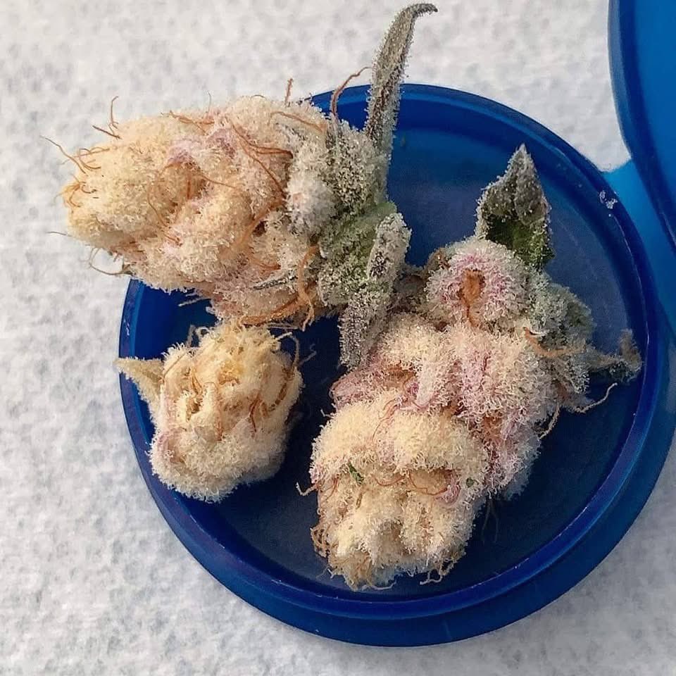 elmer_budd420's tweet image. Strain name?