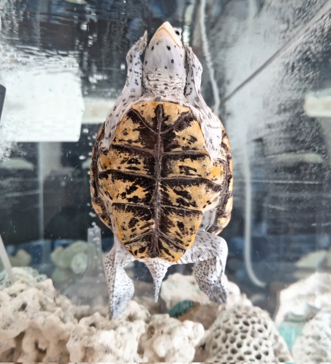おはよう☀ななべんちゃん🐢