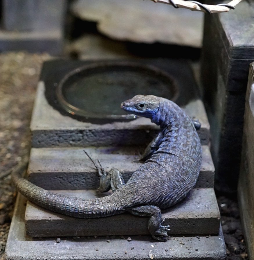 ブルーゲッコーラボ tweet media