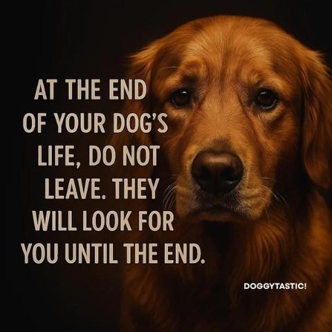 Doggy Mix tweet media