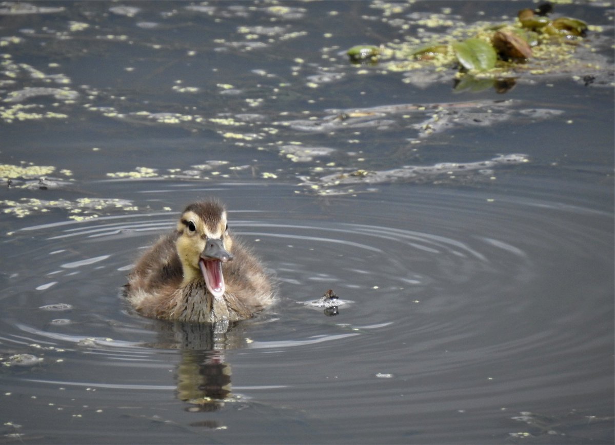 Luz Sthella Cardona M tweet media