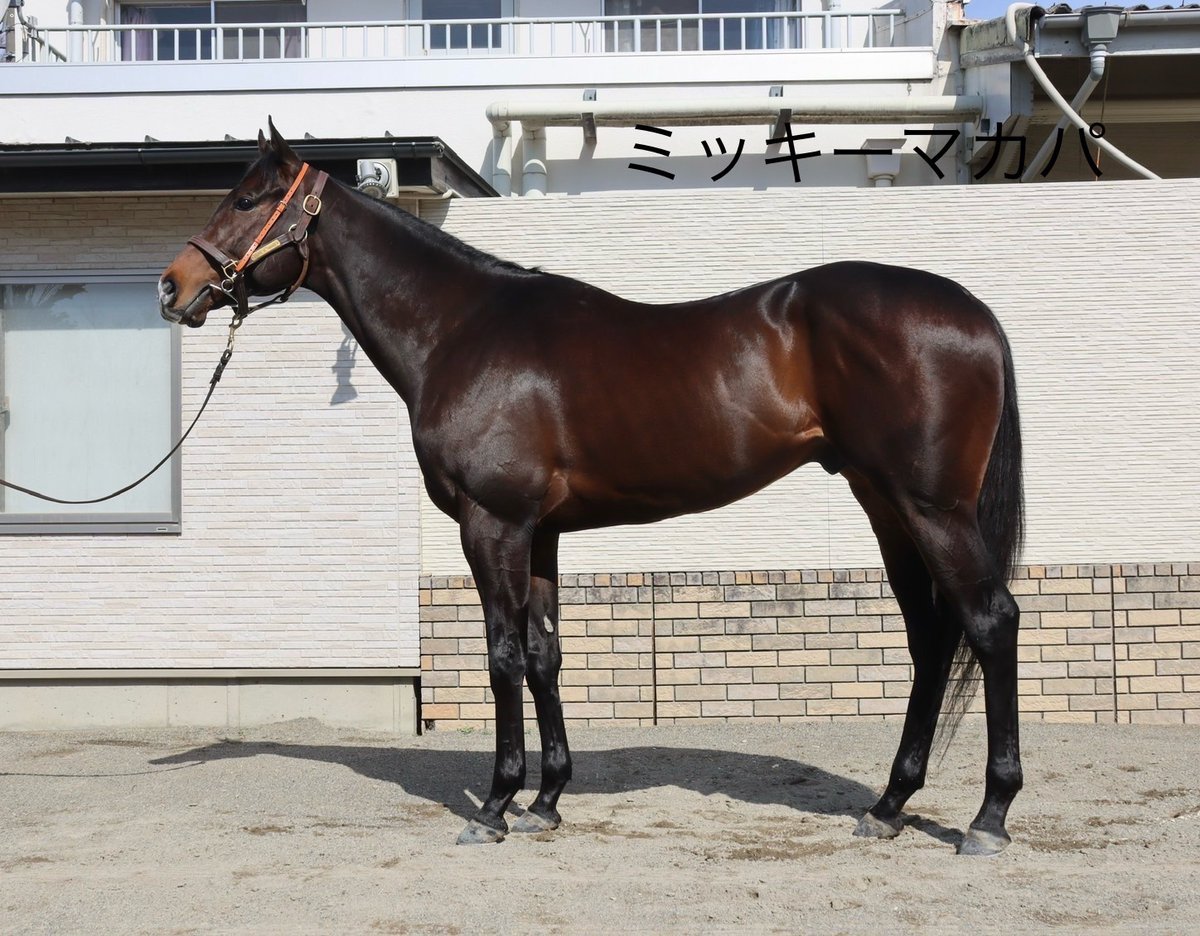 田中博康厩舎【公式】 tweet media