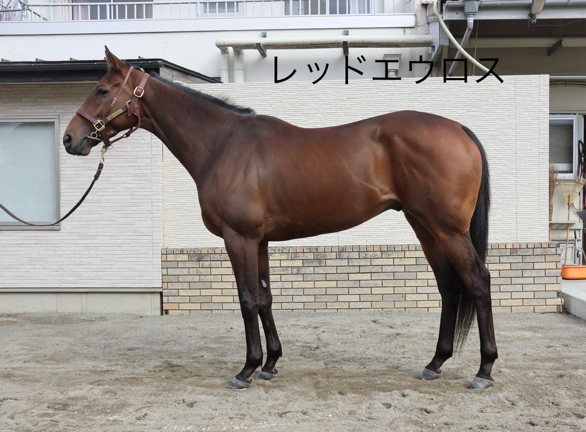 田中博康厩舎【公式】 tweet media