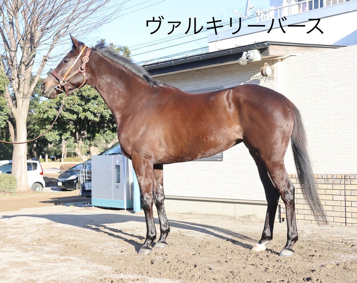 田中博康厩舎【公式】 tweet media