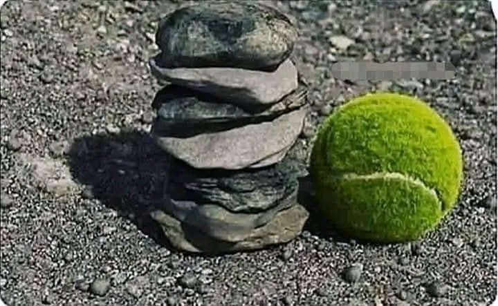 anila watto tweet media