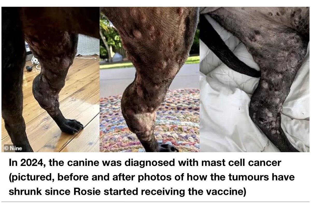 Metakognita tweet media