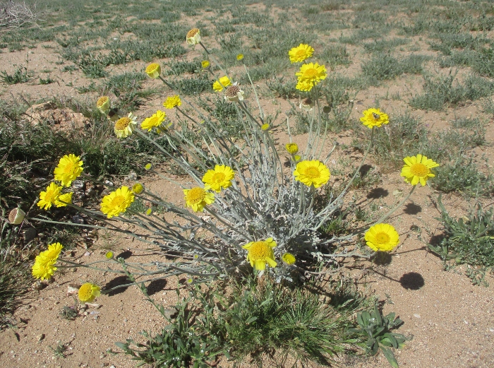 Shelly Shellaqua tweet media