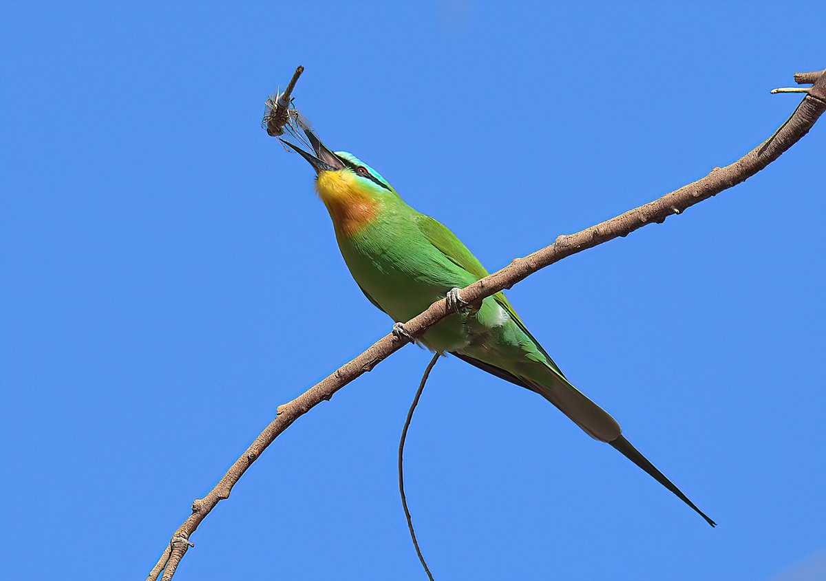 Dennis Morrison tweet media