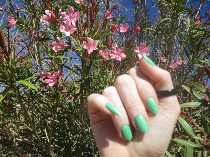 Shelly Shellaqua tweet media