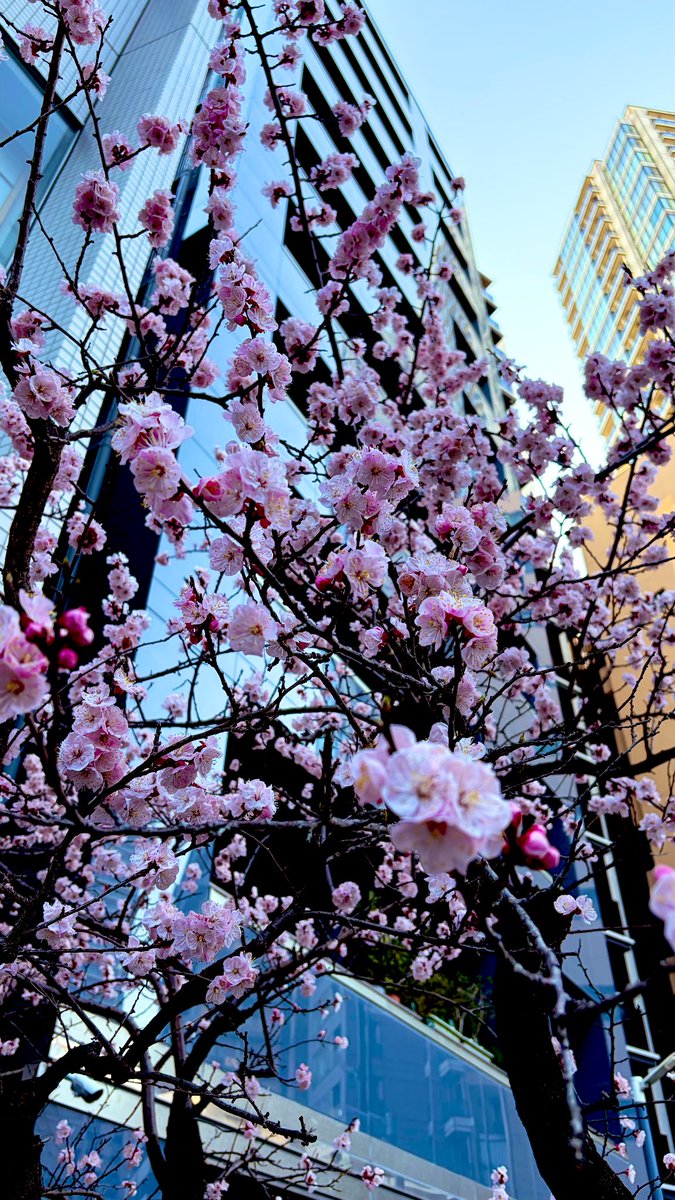 ヒカリーヌ tweet media