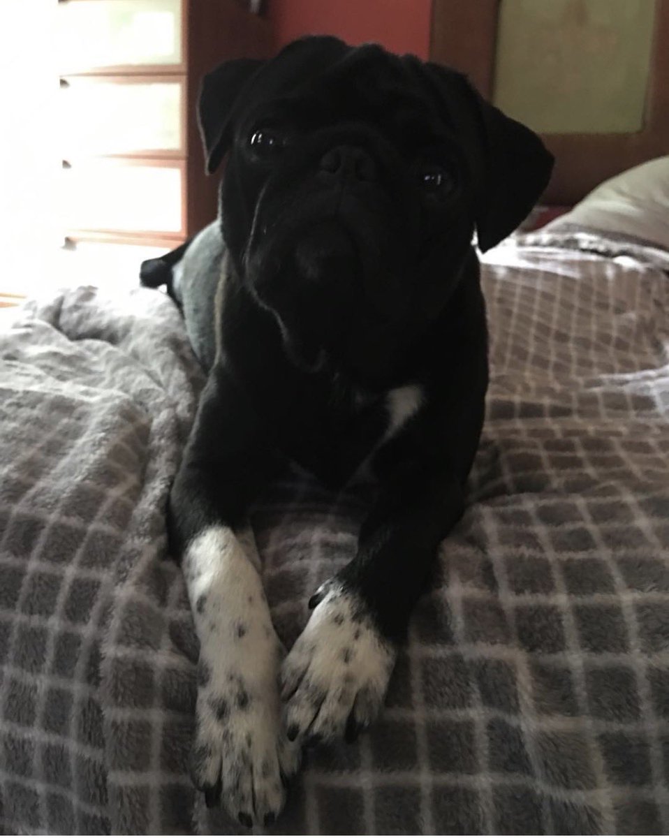 René Purstell tweet media