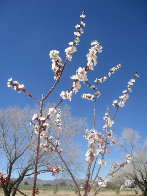 Shelly Shellaqua tweet media