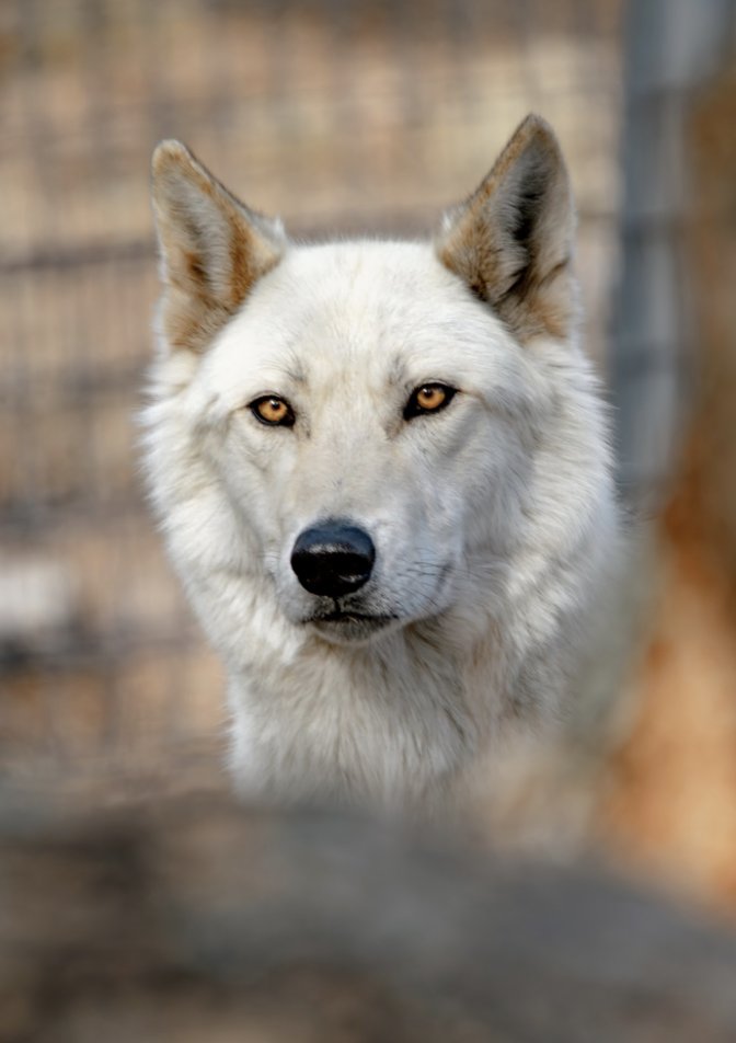 W.O.L.F. Sanctuary tweet media