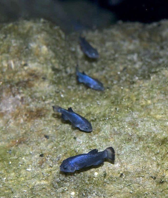 Of all the curiously uncommon gems Nevada has to offer, the Devils Hole pupfish is the rarest. 🫧🐟 ln fact, it's the rarest fish in the entire world—and it can only be found here in the Silver State.
There are fewer than 300 of these brilliant blue beauties left in the wild.