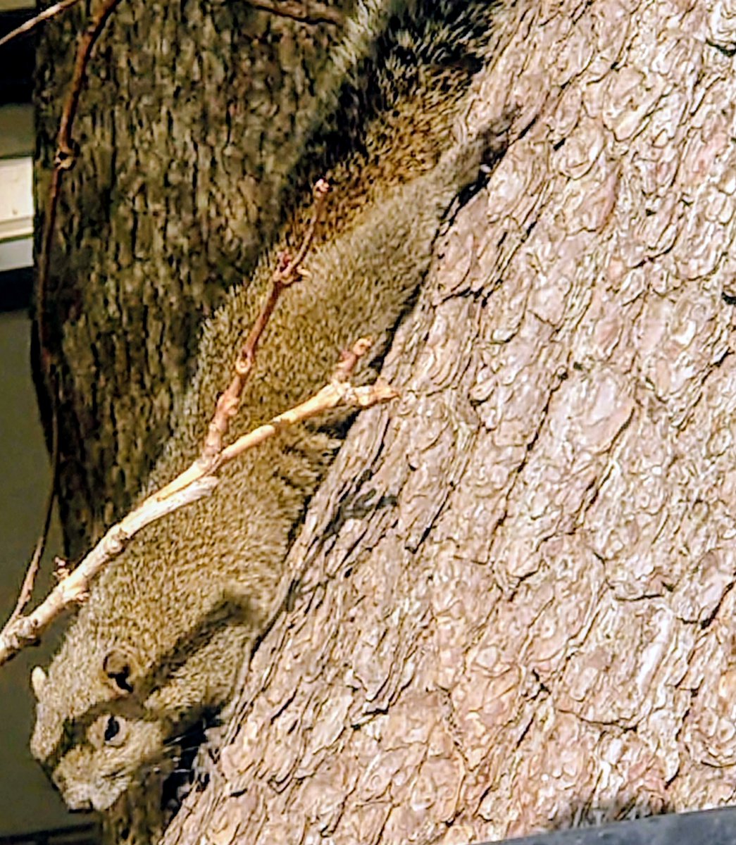 t_stst's tweet photo. #リス🐿️ https://t.co/KpkZCnJxPc
