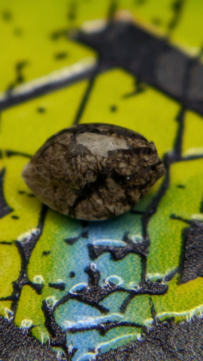 Terps Tester tweet media