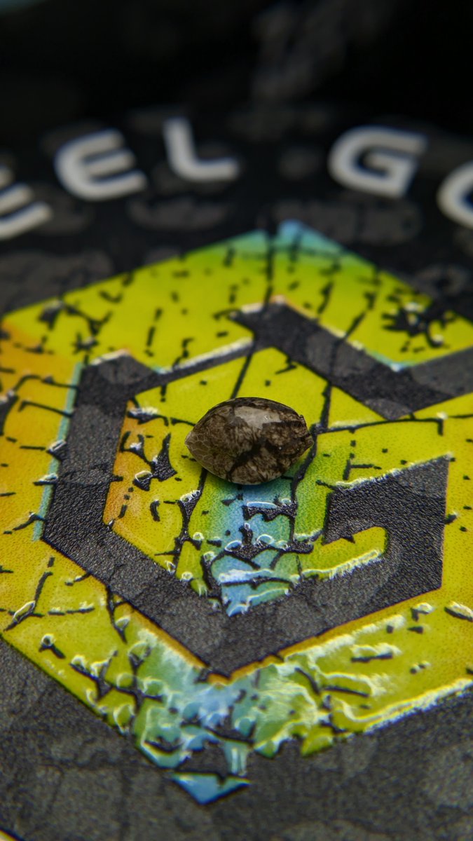 Terps Tester tweet media