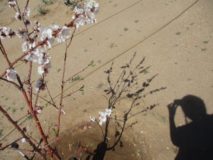 Shelly Shellaqua tweet media