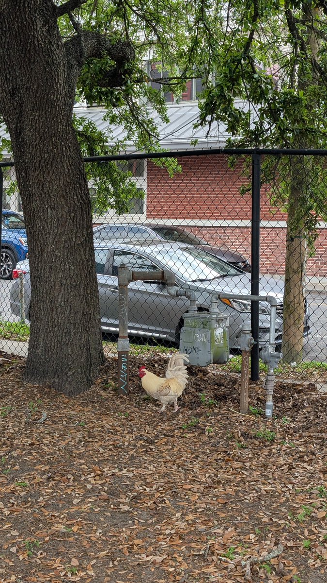 Kevin Pedeaux tweet media