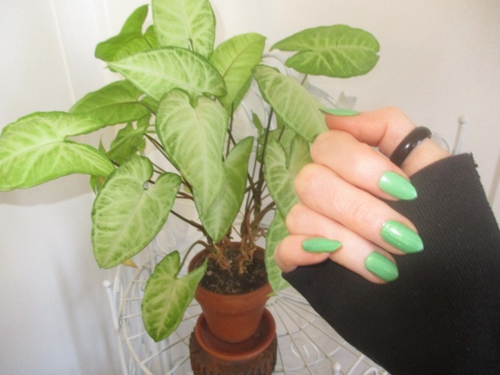 Shelly Shellaqua tweet media