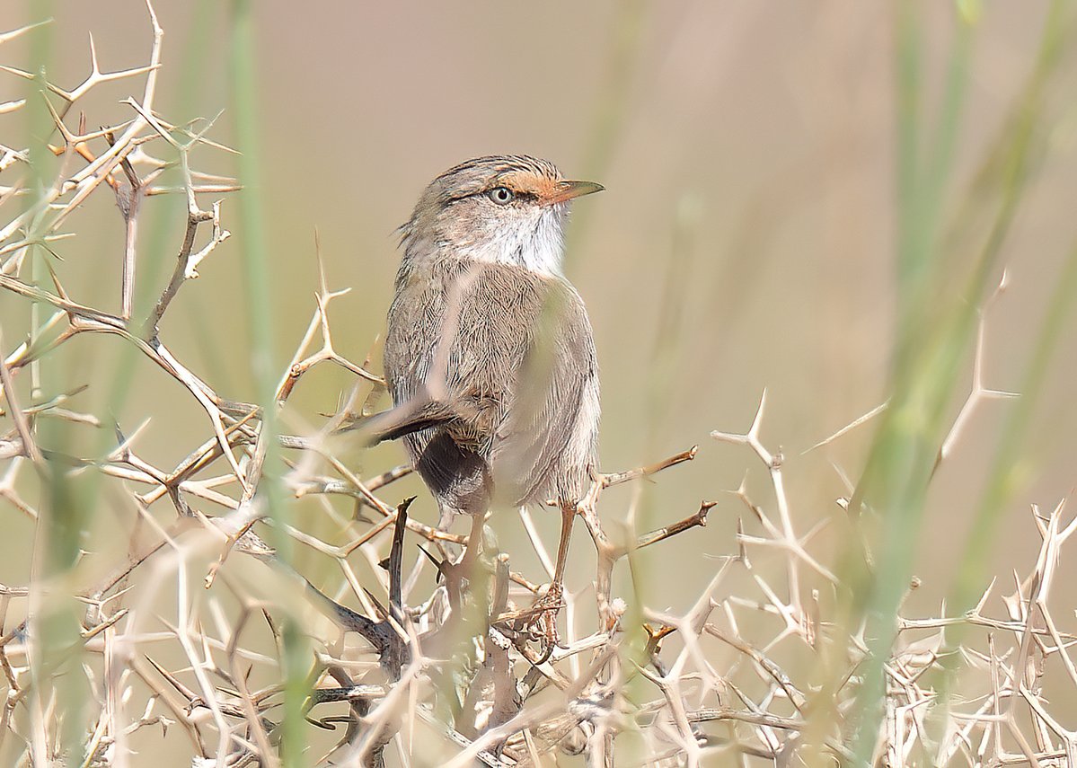 Dennis Morrison tweet media