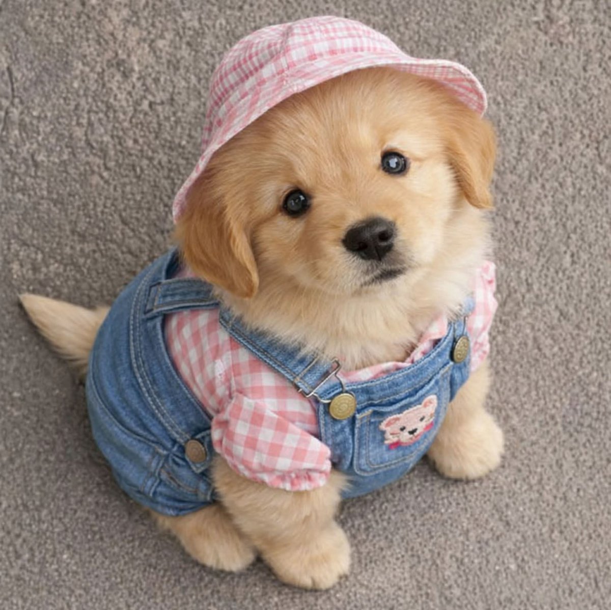 theDogLovers tweet media