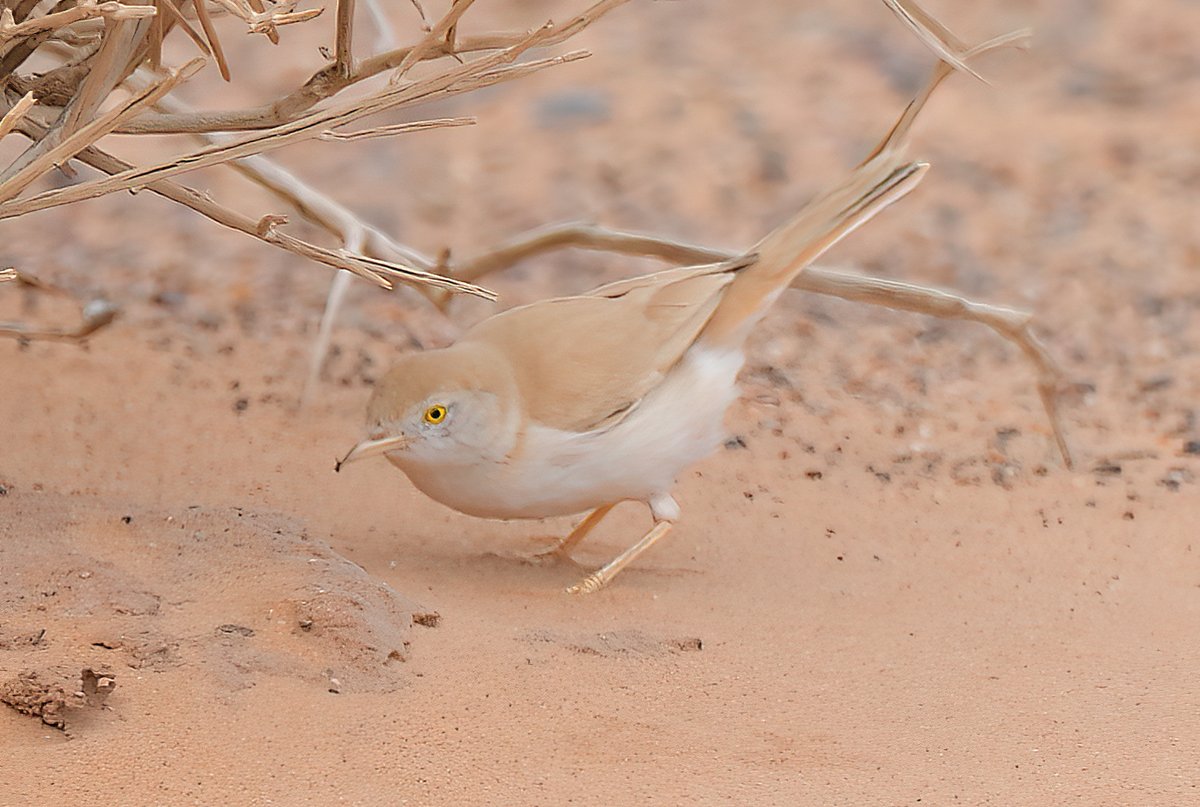 Two birds that really tested my patience here in Morocco, Saharan Scrub Warbler and African Desert Warbler.
